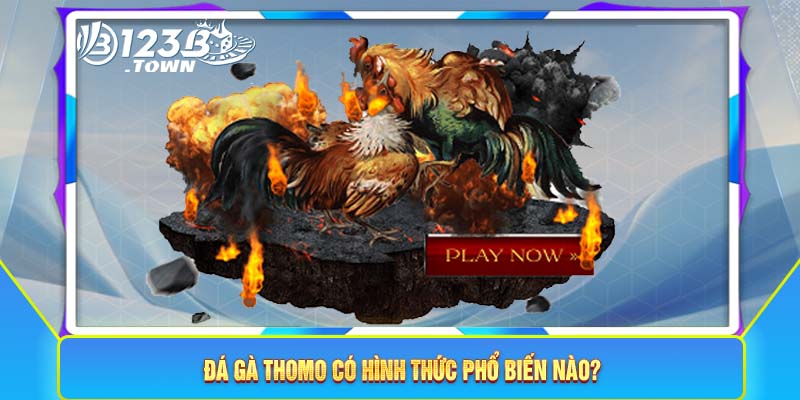 Đá gà Thomo có hình thức phổ biến nào?