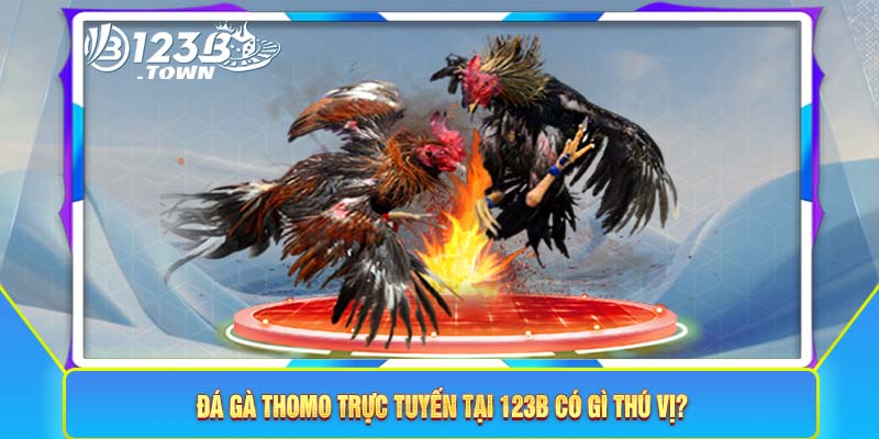 Đá gà Thomo trực tuyến tại 123B có gì thú vị?