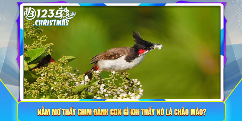 Nằm mơ thấy chim đánh con gì khi thấy nó là chào mào?